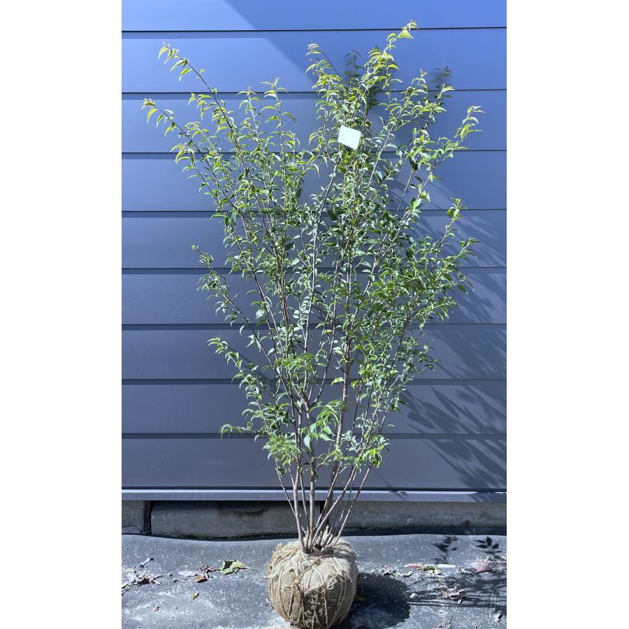 ハイノキ 6本株立ち 約1.7m 現品発送 特大植木苗木 灰の木 常緑樹 シンボルツリー 送料無料 : 大福樹苗園 - 通販 - Yahoo ...