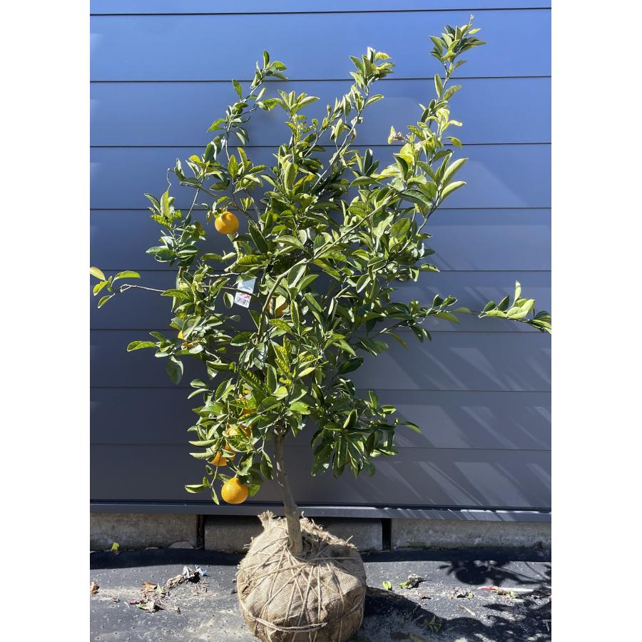 みかんの木 スイートスプリング 約1.6m 現品発送 特大株 植木苗木