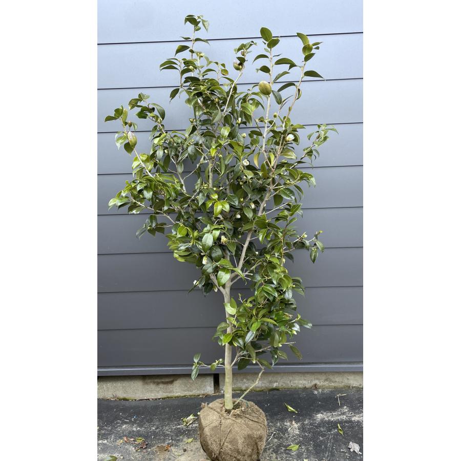 椿の木 白ワビスケ 約1.8m 現品発送 特大株 白花侘助 白わびすけ