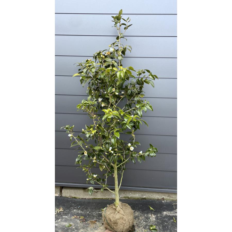 椿の木 白ワビスケ 約1.9m 現品発送 特大株 白花侘助 白わびすけ ツバキ 植木 苗木 大苗 常緑樹 送料無料 : 大福樹苗園 - 通販 ...