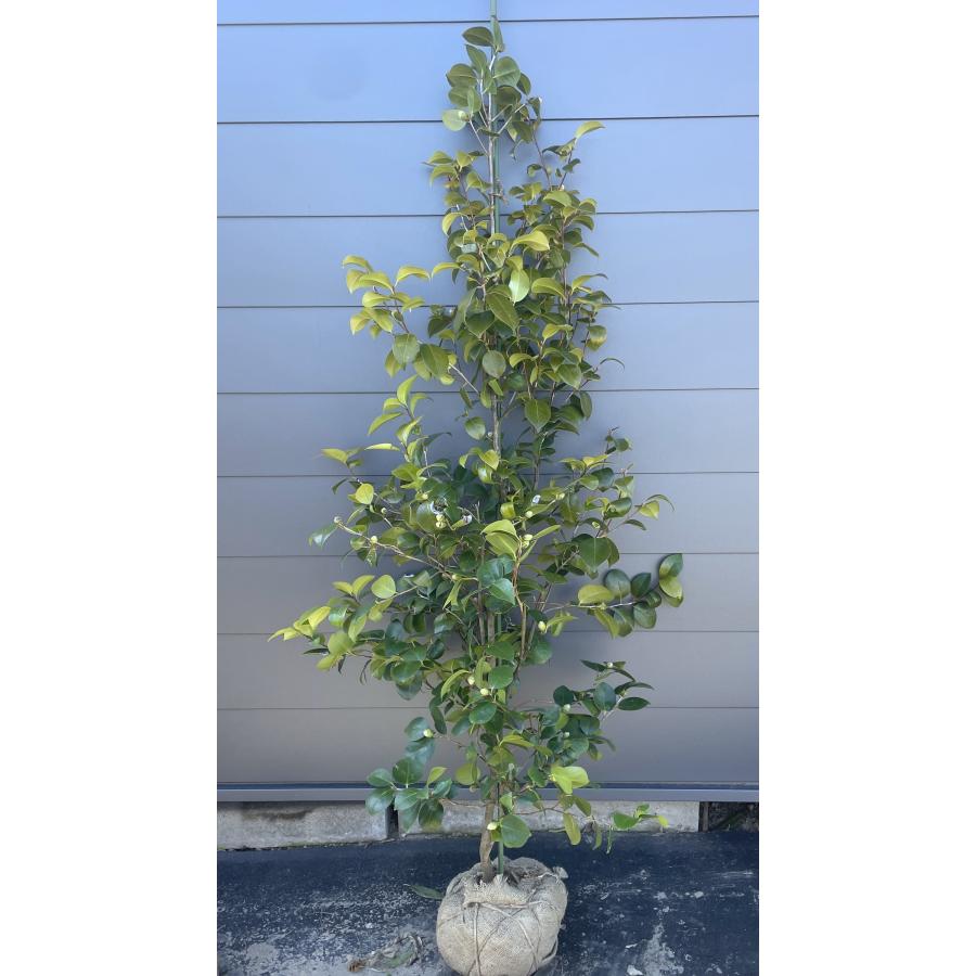 題名 ツバキ【大】かなり大きい 題名 ツバキ【大】かなり大きい 洋種ツバキの画像索引 : H