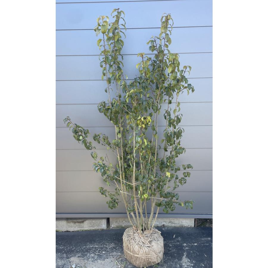 ソヨゴの木 10本株立ち 約1.8m 現品発送 一点物 豪華株 特大株 植木 