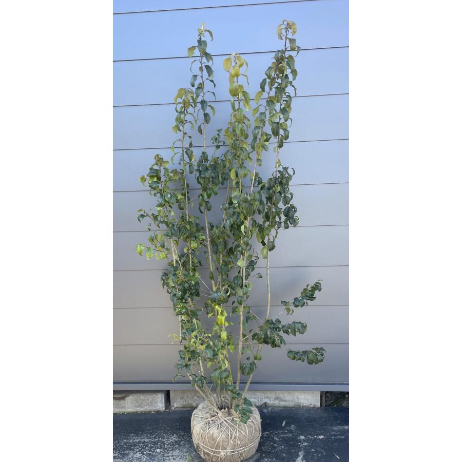 希少。山採りソヨゴ雌株3.2M(鉢底から) 希少。山採りソヨゴ雌株3.2M(鉢底から) ソヨゴの木 8本