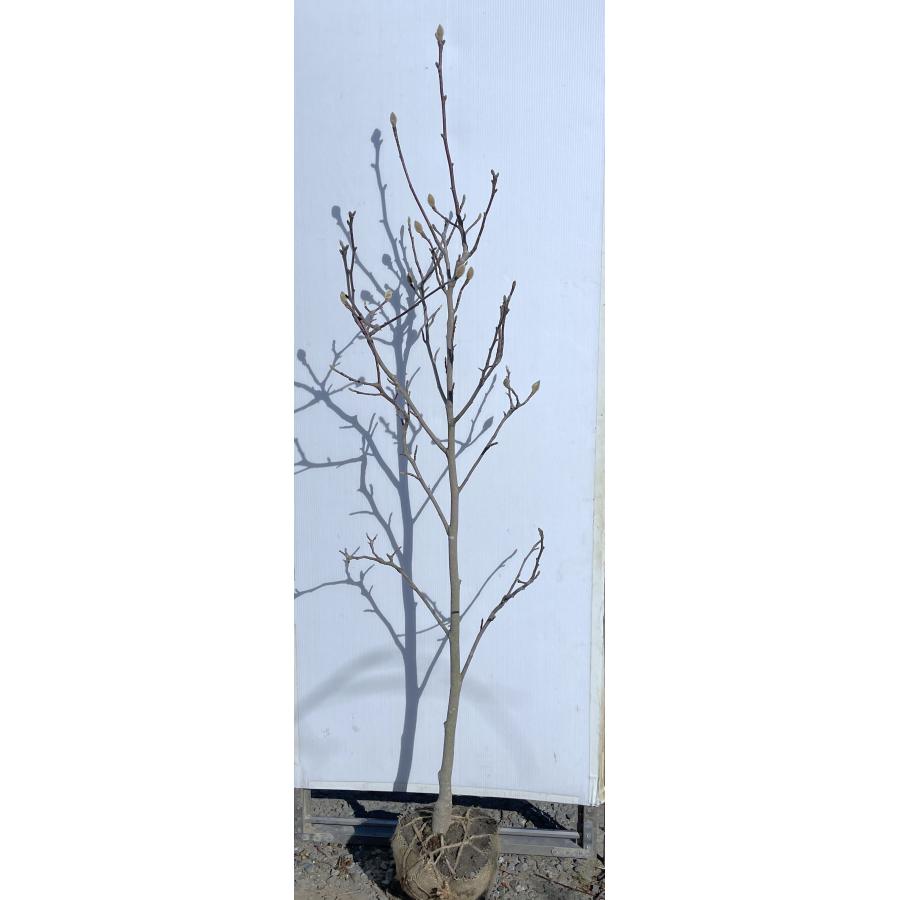 白モクレン 約1.7m 現品発送 特大植木苗木 白木蓮 ハクモクレン 白蓮