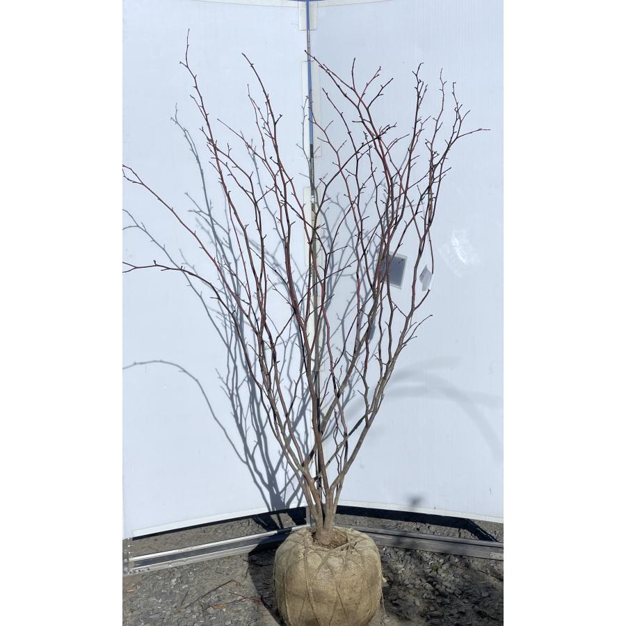 マルバノキ 6本株立ち 1.7m 現品発送 豪華株 マルバの木 特大植木