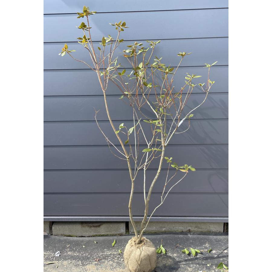 金子玄海ツツジ カネコゲンカイ 株立ち 約1.7m 現品発送 特大苗木