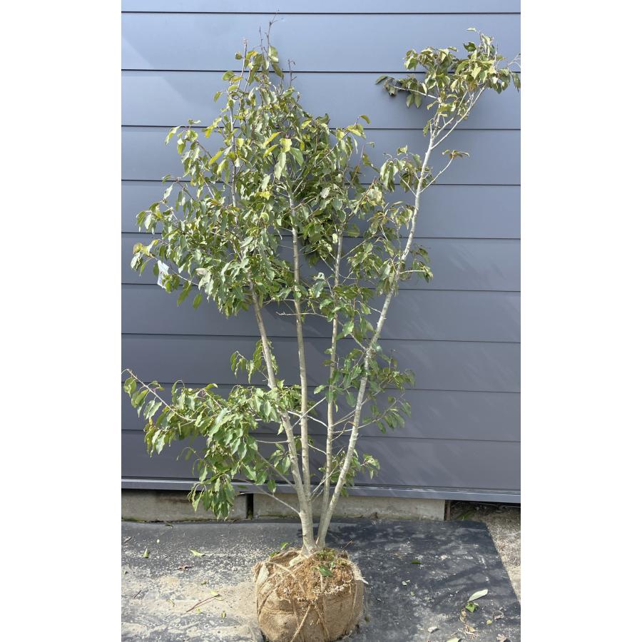 ソヨゴ・大株/株立ち【現品】管理22483 【植木・苗木・庭木】