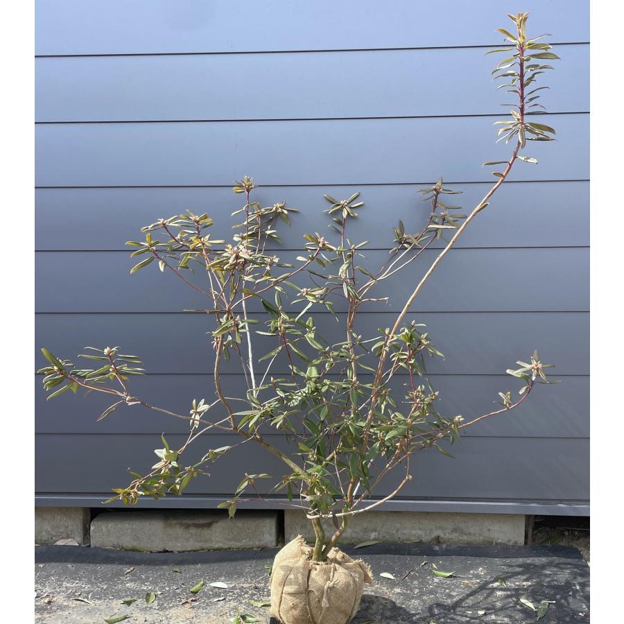 ピンクと黄花2色咲きシャクナゲ アンキャリー 約1.5m 現品発送 花色が