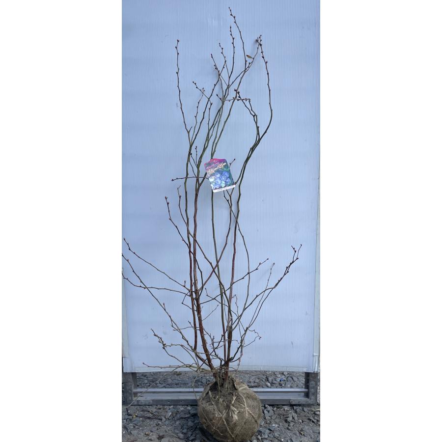 ブルーベリー パウダーブルー 株立ち 約1.4m 現品発送 特大株 植木