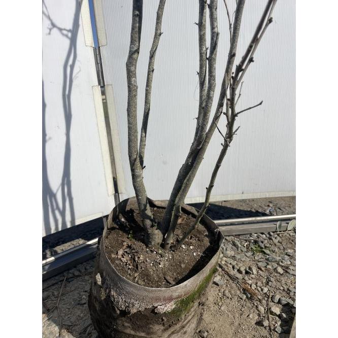 白花 ハナズオウ 株立ち 約1.8m 現品発送 特大株 植木 苗木