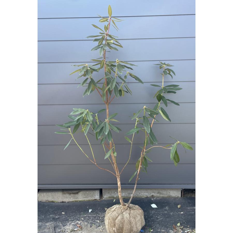 西洋シャクナゲ スーパーロディ 約1.7m 現品発送 超特大株 植木苗木 