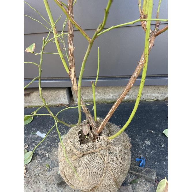 ブルーベリー シャープブルー 株立ち 約1.5m 現品販売 植木 苗木 大苗