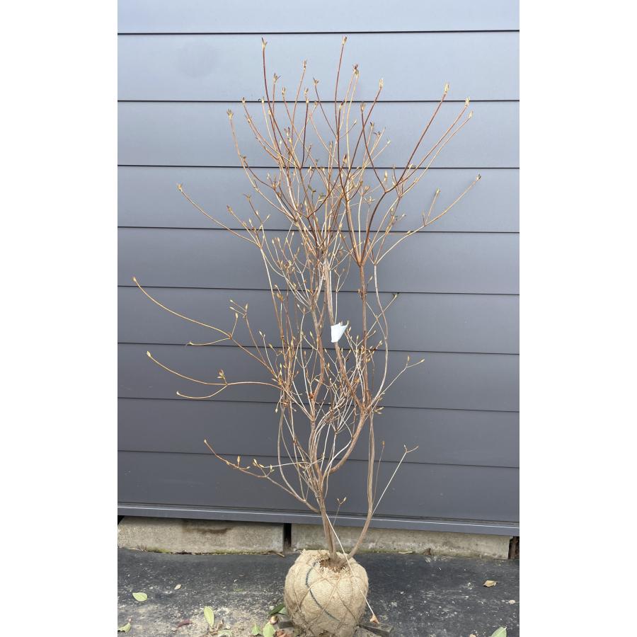 小町ミツバツツジ 株立ち 約1.6m 現品発送 ピンク花 特大株 苗木 苗木