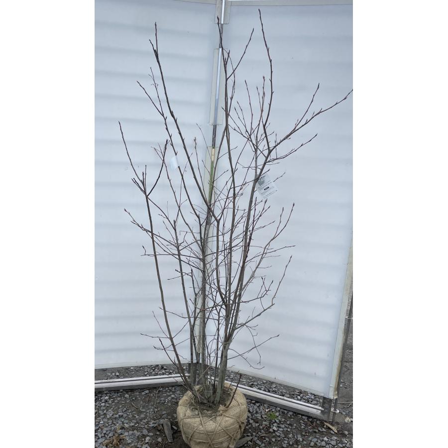 ジューンベリー 8本株立ち 約1.8m 現品発送 豪華株 特大株 植木 苗木