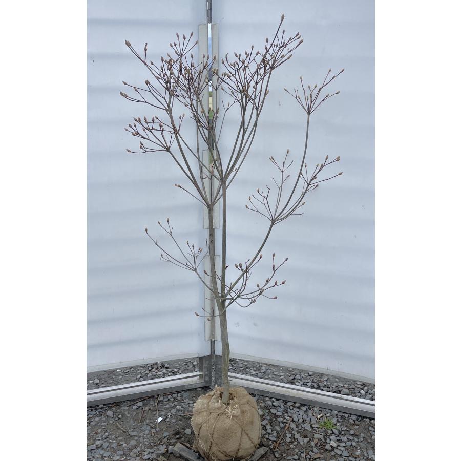 ハヤトミツバツツジ イワツツジ 1.3m 現品発送 特大苗木 植木 大苗 