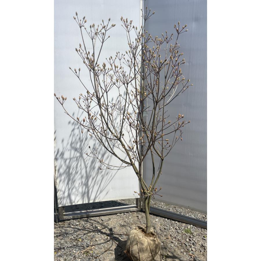 ハヤトミツバツツジ イワツツジ 1.6m 現品発送 特大苗木 植木 ハヤトミツバツツジ イワツツジ 1.6m 現品発送 特大苗木 植木