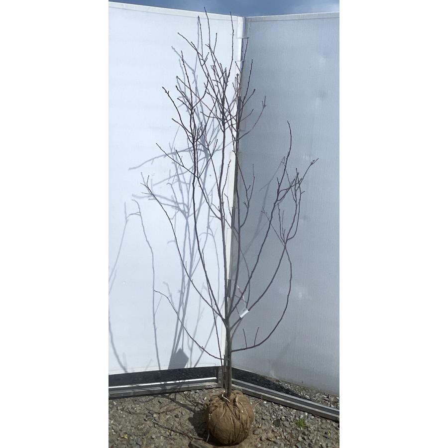 スモモ 紅さゆり 約1.9m 現品発送 特大株 プルーンの木 植木 苗木