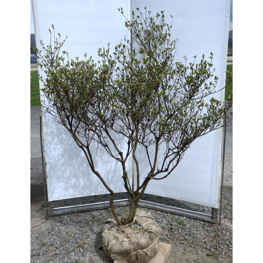 3色咲き久留米ツツジ 常夏 株立ち 1.6m 現品発送 豪華株 特大株 植木