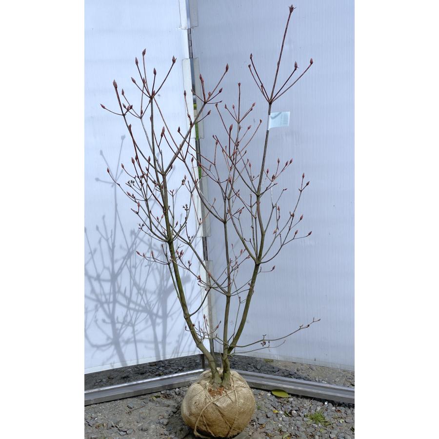 神宮ツツジ 株立ち 約1.4m 現品発送 超特大株 植木苗木大苗
