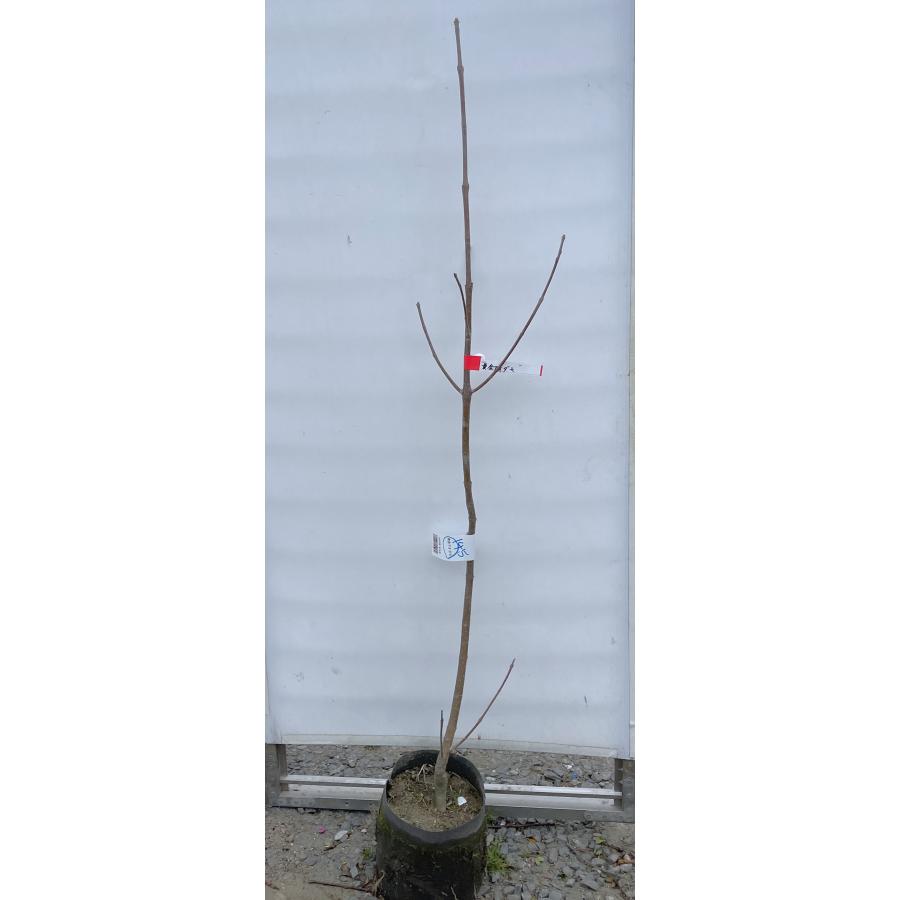 黄金アオダモ 約1.4m 現品発送 超特大株 植木 苗木 大苗 黄色い新芽の