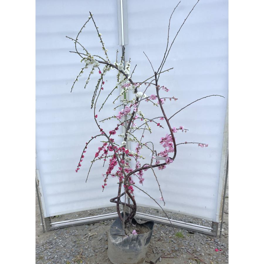 3色しだれ梅 約1.6m 現品発送 紅花白花ピンク花 美樹形株 特大株
