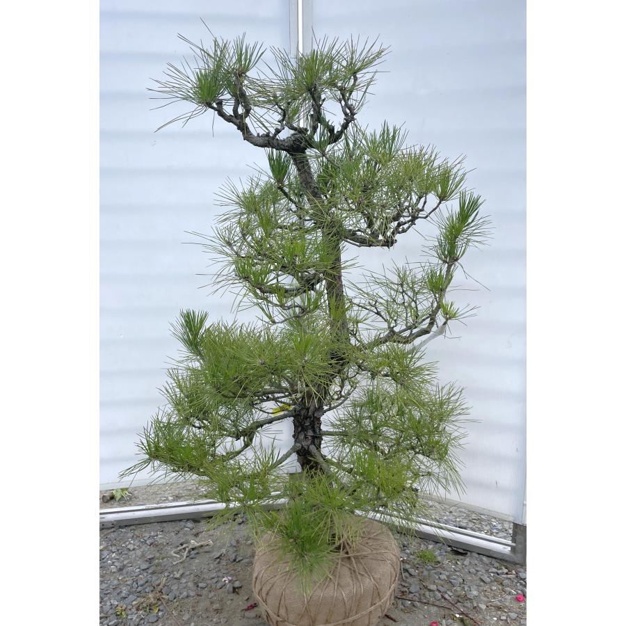 盆栽素材黒松苗木 盆栽素材 黒松苗木Z 盆栽