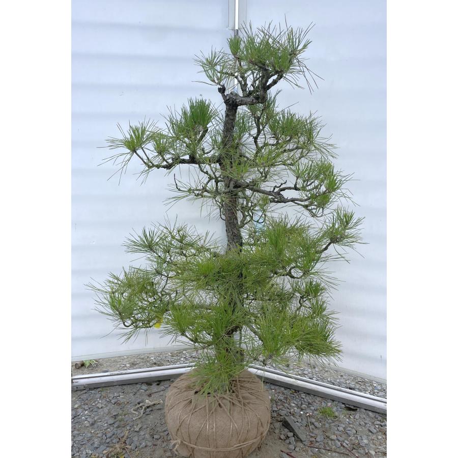 黒松 約1.4m 超特大株 現品発送 一点物 段仕立て 植木 苗木 大苗