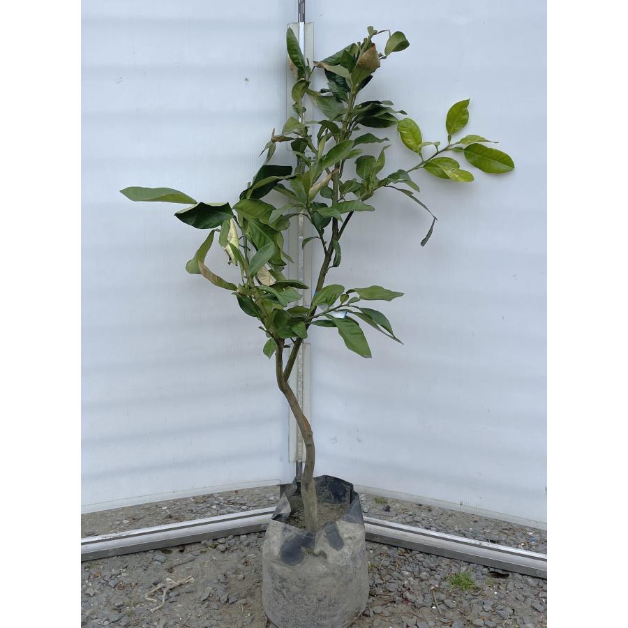 チャンドラポメロ 約1.3m 現品発送 特大株 植木苗木大苗 中晩柑 文旦