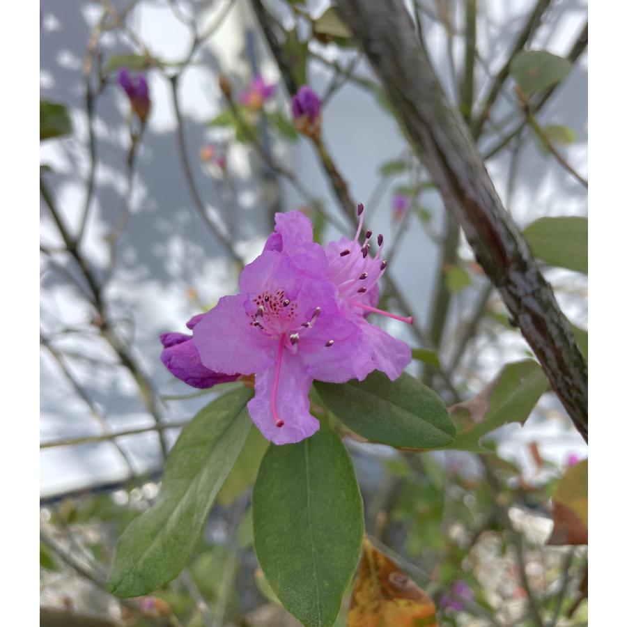 蝦夷花パープルしだれヤマハギ苗木　1〜1.5メートル 長寿桜 （チョウジュザクラ） ポット苗 : 苗木部 花ひろばオンライン