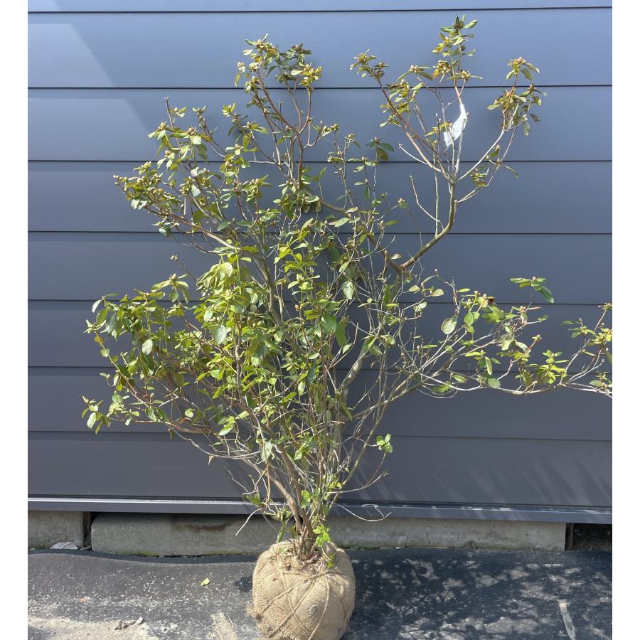 エゾムラサキつつじ 株立ち 約1.5m 現品販売 蝦夷紫ツツジ 特大株