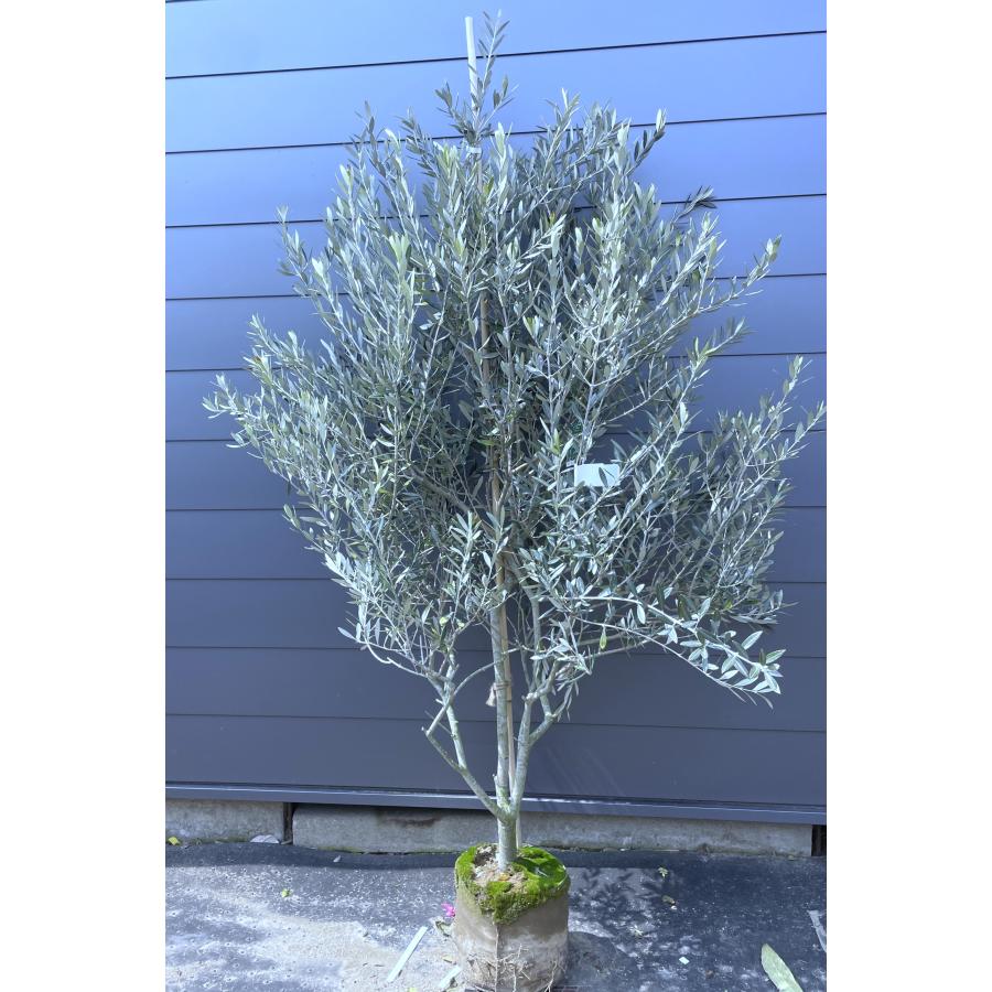 オリーブの木 モライオロ 約2m 現品発送 特大株 植木苗木大苗 希少