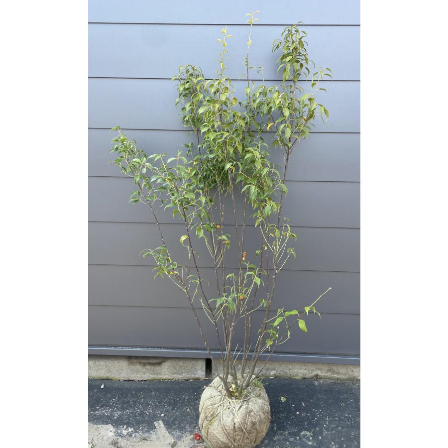 ハイノキ 6本株立ち 約1.6m 現品発送 特大株 大苗 植木苗木 灰の木