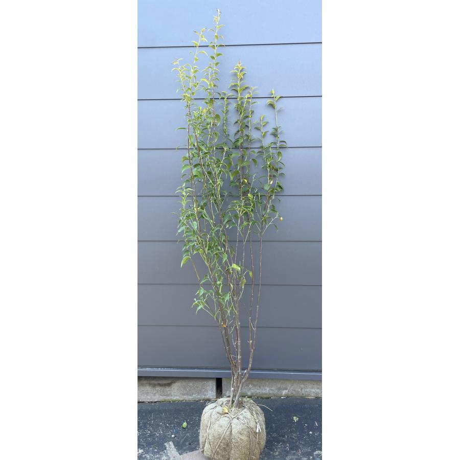 ハイノキ 5本株立ち 約1.7m 現品発送 特大植木苗木 灰の木 常緑樹 シンボルツリー 送料無料 : 大福樹苗園 - 通販 - Yahoo ...