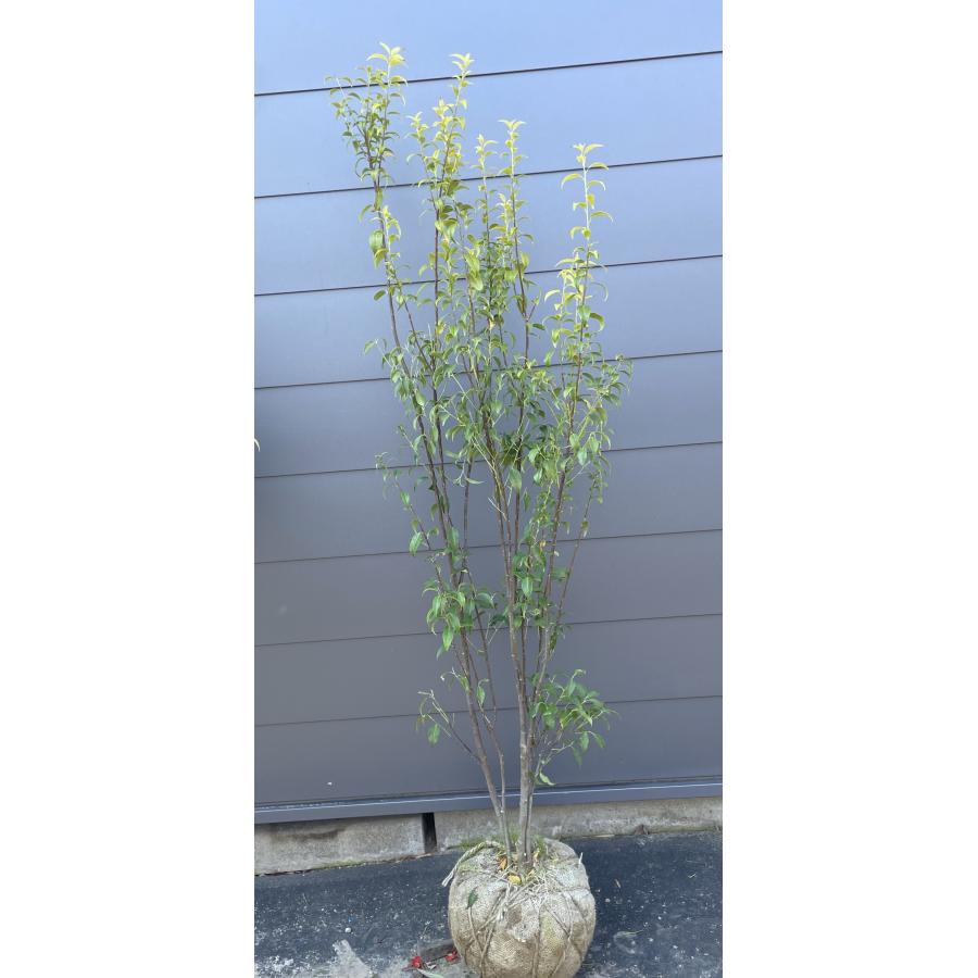 ハイノキ 4本株立ち 約1.7m 現品発送 特大植木苗木 灰の木 常緑樹 シンボルツリー 送料無料 : 大福樹苗園 - 通販 - Yahoo ...