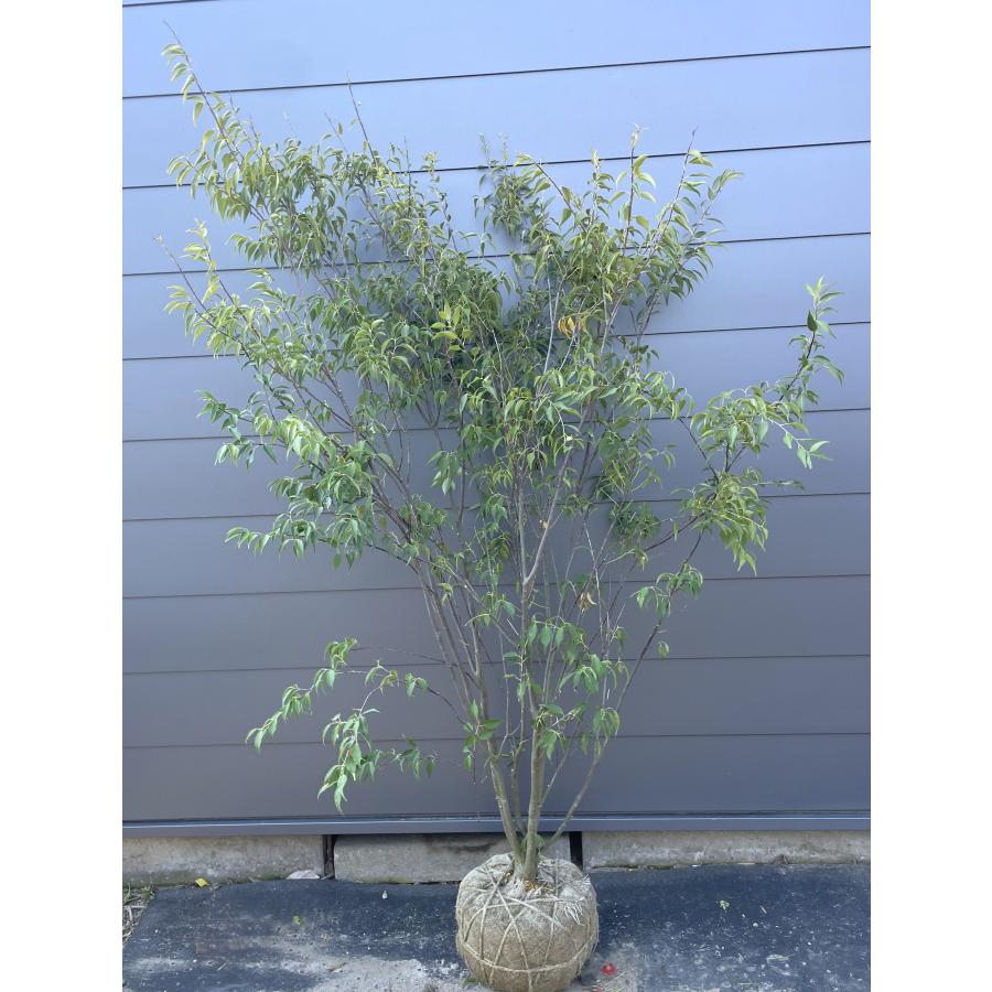 ハイノキ 6本株立ち 約1.9m 現品発送 特大植木苗木大苗 灰の木 常緑樹 シンボルツリー 送料無料 : 大福樹苗園 - 通販 ...
