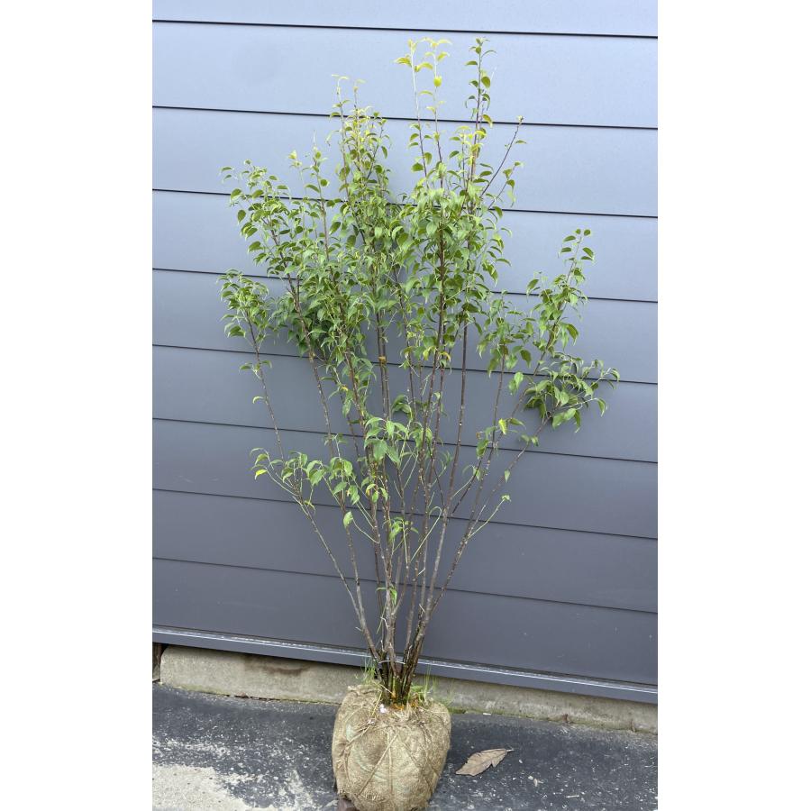 ハイノキ 8本株立ち 約1.6m 現品発送 特大株 株植木苗木大苗 灰の木
