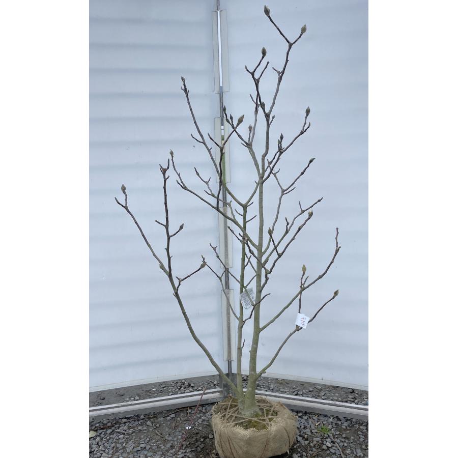 紅花モクレン バルカン 株立ち 約1.7m 現品発送 特大株 植木 苗木 