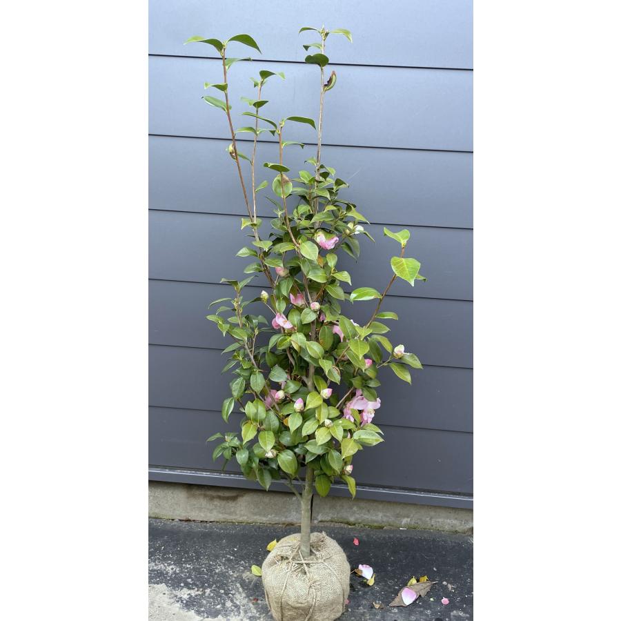ピンク花大輪椿 桃太郎 約1.4m 現品発送 モモタロウ椿 植木 苗木 大苗