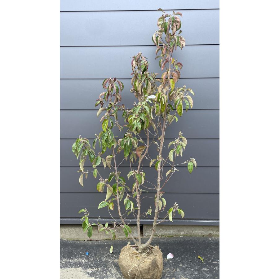 常緑ヤマボウシ 月光 株立ち 約1.5m 現品発送 特大株 植木苗木大苗
