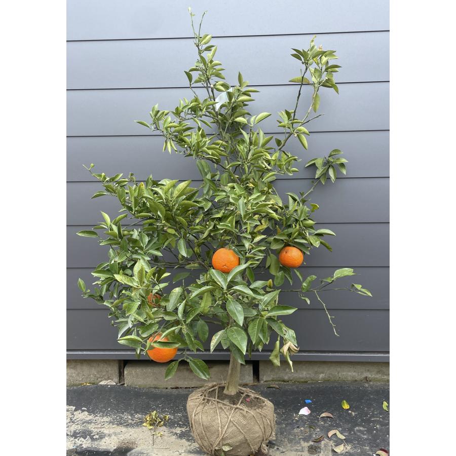 由良早生蜜柑苗木 特大株 果樹 由良早生蜜柑苗木 特大株 果樹 苗 みかん 苗木ゆら早生」の人気商品一覧