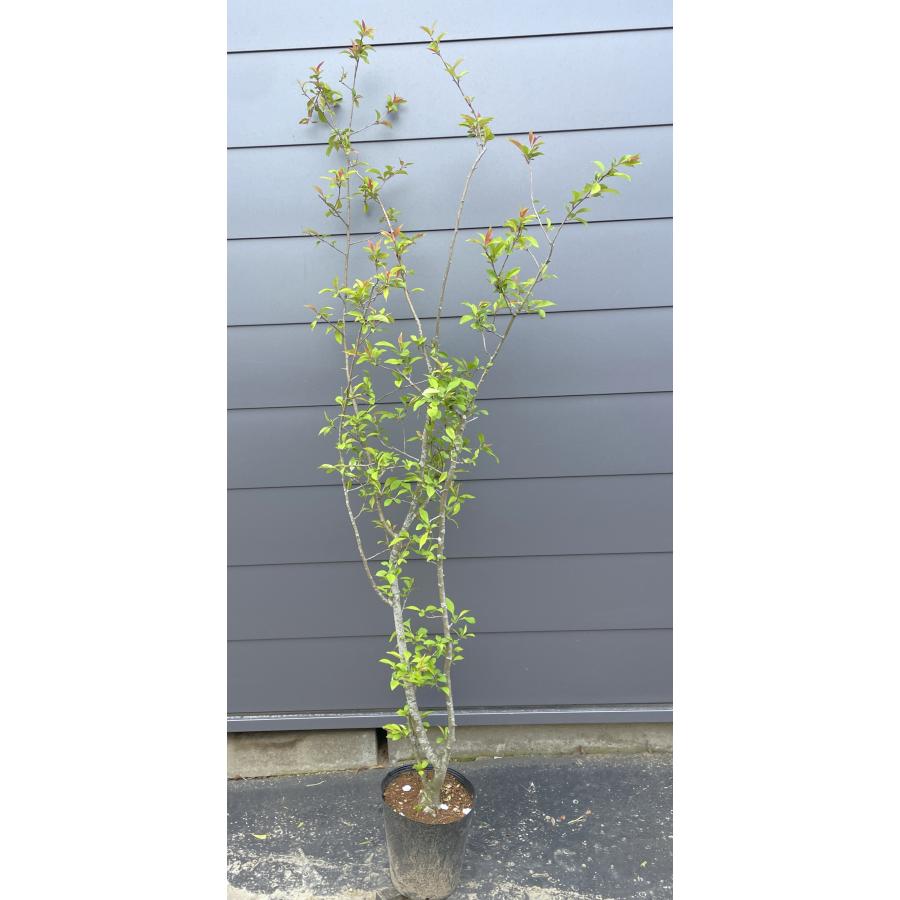 ハナカイドウ 株立ち 約1.7m 現品発送 可愛いピンク花 特大植木苗木