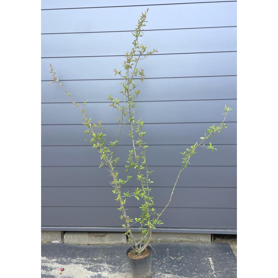ハナカイドウ 株立ち 約2m 現品発送 可愛いピンク花 特大植木苗木 花
