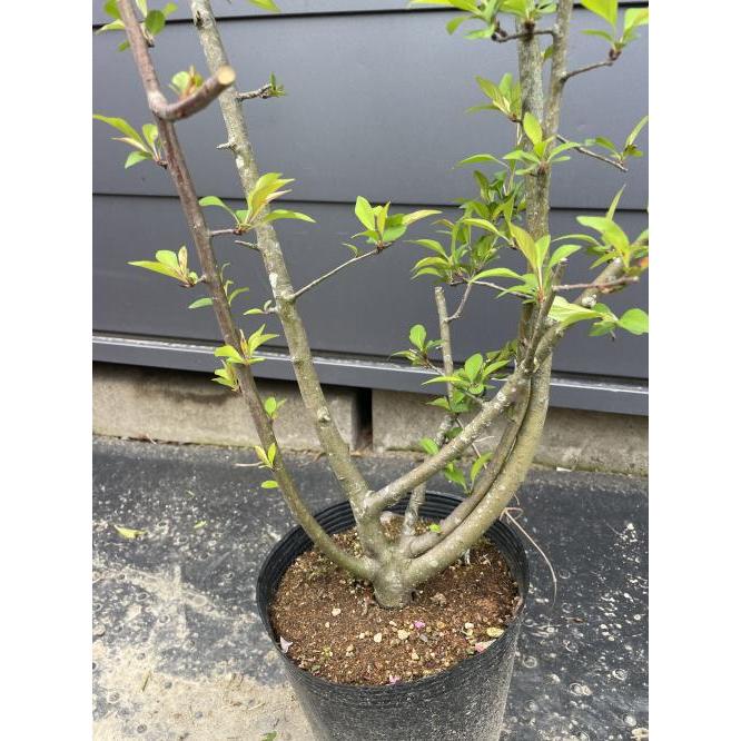 ハナカイドウ 株立ち 約2m 現品発送 可愛いピンク花 特大植木苗木 花