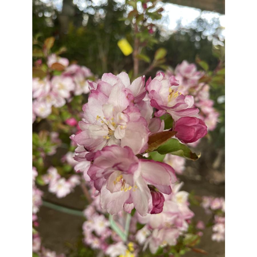 ハナカイドウ 株立ち 約2m 現品発送 可愛いピンク花 特大植木苗木 花