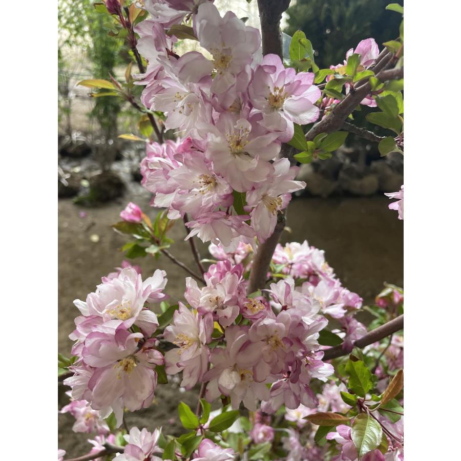 ハナカイドウ 株立ち 約2m 現品発送 可愛いピンク花 特大植木苗木 花 
