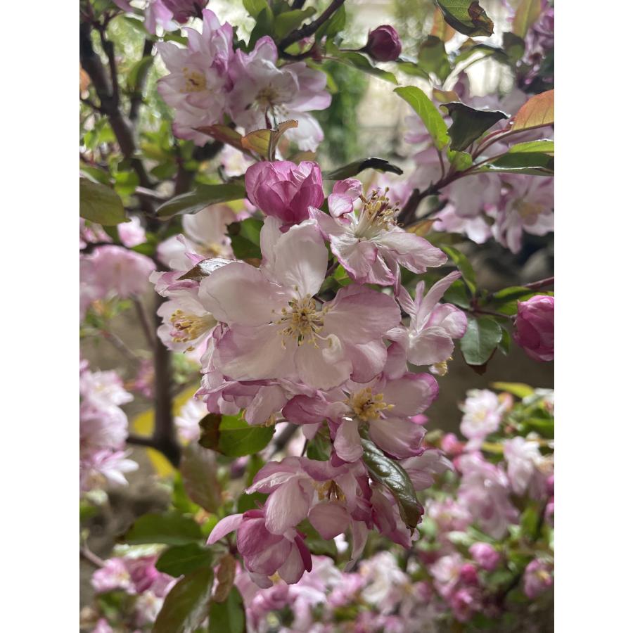 ハナカイドウ 株立ち 約2m 現品発送 可愛いピンク花 特大植木苗木 花