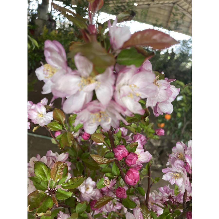 ハナカイドウ 株立ち 約2m 現品発送 可愛いピンク花 特大植木苗木 花 