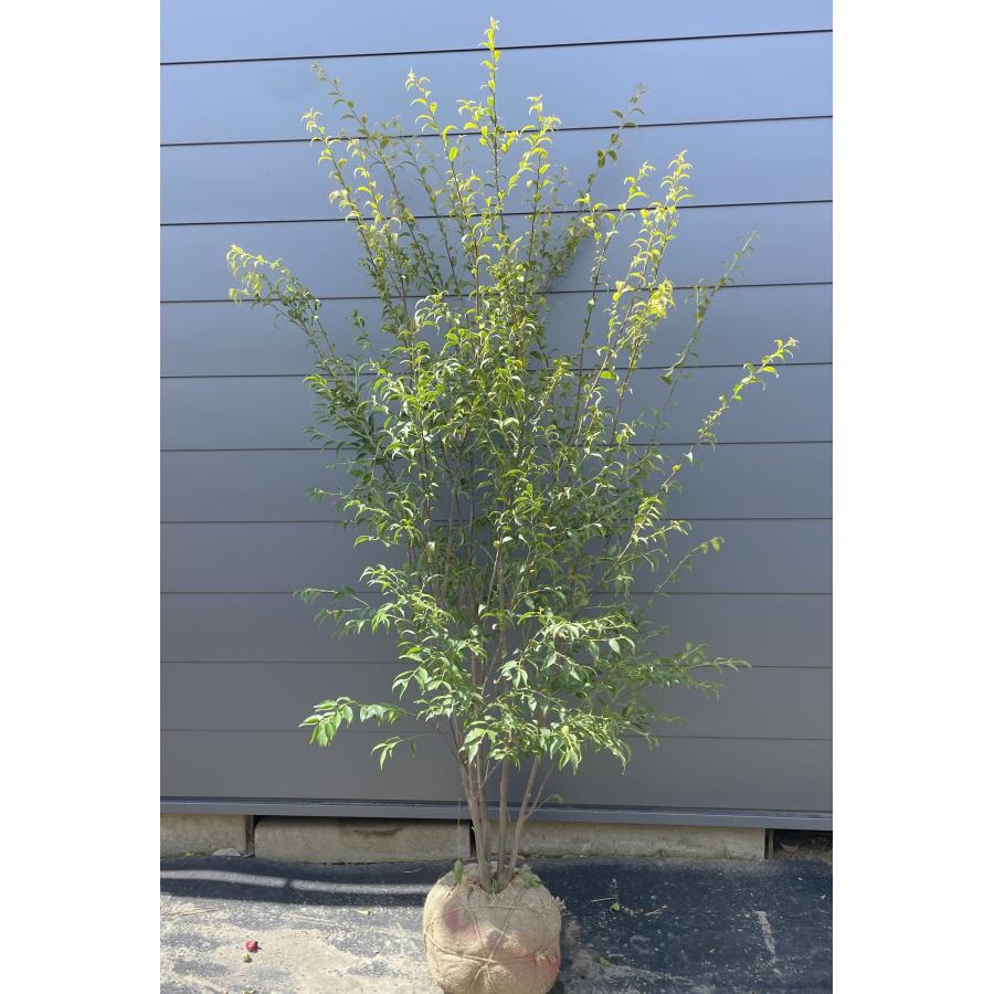 ハイノキ 5本株立ち 約2m 現品発送 超特大株 植木苗木大苗 灰の木 シンボルツリー 常緑樹 送料無料 : 大福樹苗園 - 通販 ...