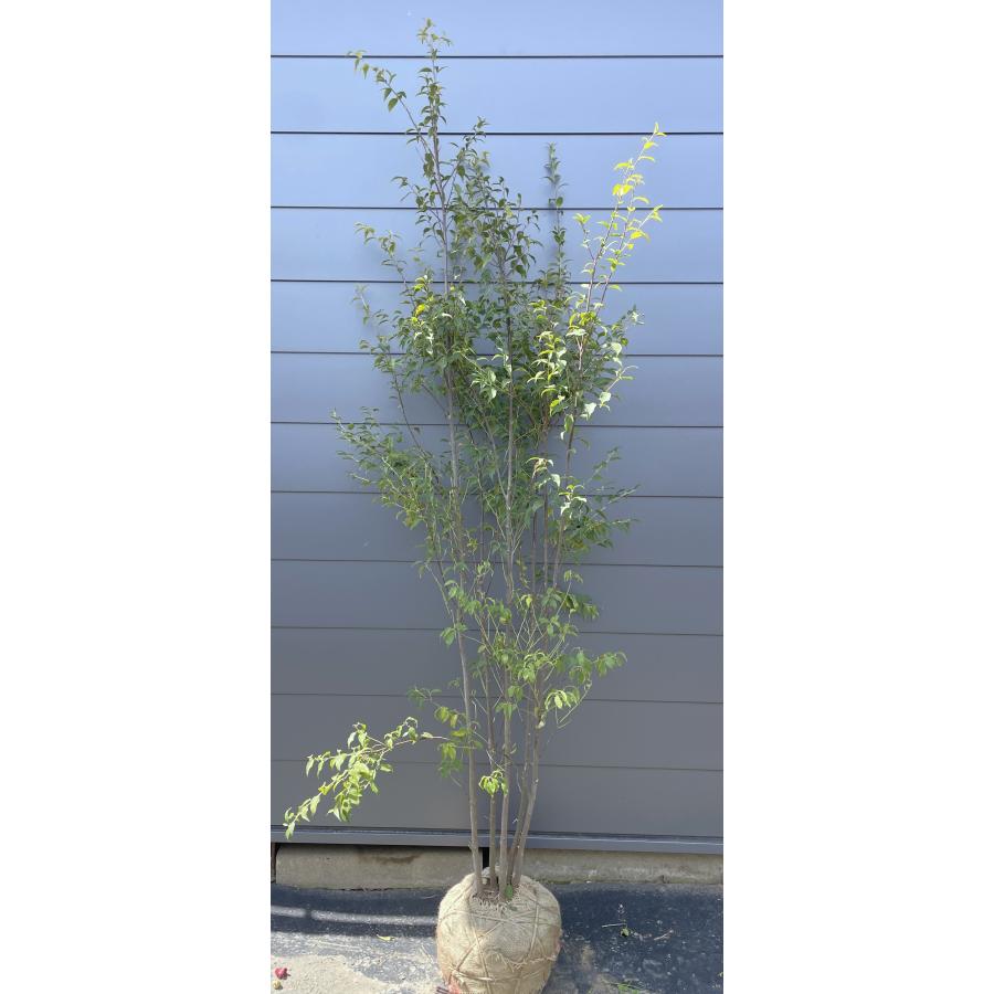 ハイノキ 5本株立ち 約2.4m 現品発送 一点物 超特大株 植木苗木大苗 灰の木 常緑樹 シンボルツリー 送料無料 : 大福樹苗園 - 通販 ...