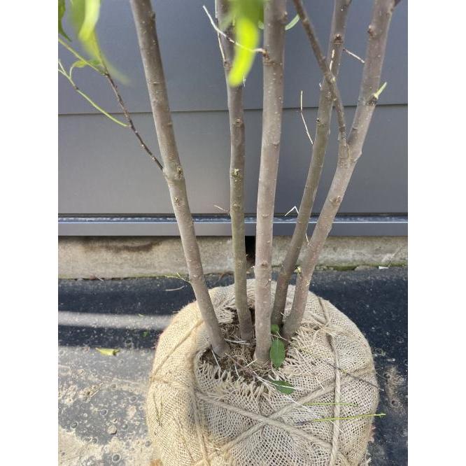 ハイノキ 5本株立ち 約2.4m 現品発送 一点物 超特大株 植木苗木大苗 灰の木 常緑樹 シンボルツリー 送料無料 : 大福樹苗園 - 通販 ...